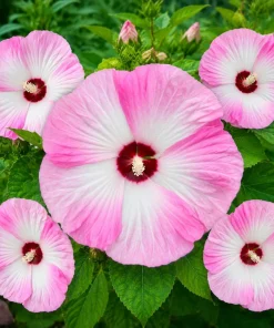 Set of 2 Pink White Hibiscus Live Plants, Tropical Shrub, 4-8 Inch Tall - Image 5
