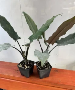 Set of 2 Purple Alocasia Elephant Ear Live Plants, 4-8 Inch Tall Tropical Foliage for Indoor/Outdoor - Image 2
