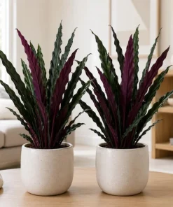 Set of 2 Purple Alocasia Elephant Ear Live Plants, 4-8 Inch Tall Tropical Foliage for Indoor/Outdoor - Image 3
