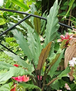 Set of 2 Purple Alocasia Elephant Ear Live Plants, 4-8 Inch Tall Tropical Foliage for Indoor/Outdoor - Image 4