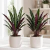 Set of 2 Purple Alocasia Elephant Ear Live Plants, 4-8 Inch Tall Tropical Foliage for Indoor/Outdoor - Image 1