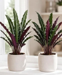 Set of 2 Purple Alocasia Elephant Ear Live Plants, 4-8 Inch Tall Tropical Foliage for Indoor/Outdoor - Image 1