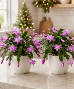 Set of 2 Purple Christmas Cactus Live Plants, Thanksgiving Cactus, 4-8 Inch Tall - Image 5
