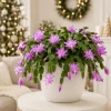 Set of 2 Purple Christmas Cactus Live Plants, Thanksgiving Cactus, 4-8 Inch Tall - Image 1