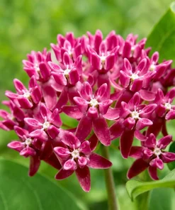 Set of 2 Purple Milkweed Live Plants for Garden - 4-8 Inch Tall Perennials - Image 3