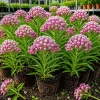 Set of 2 Purple Milkweed Live Plants for Garden - 4-8 Inch Tall Perennials - Image 1