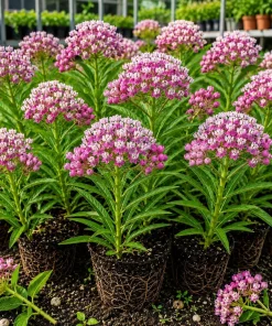 Set of 2 Purple Milkweed Live Plants for Garden - 4-8 Inch Tall Perennials - Image 1