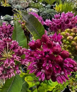 Set of 2 Purple Milkweed Live Plants for Garden - 4-8 Inch Tall Perennials - Image 6