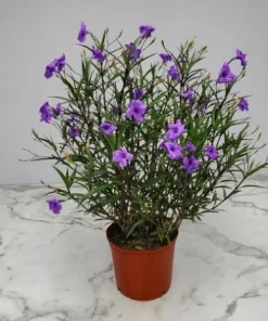 Set of 2 Purple Showers Ruellia Live Plants, Mexican Petunia, 4-6 Inch Tall - Image 2