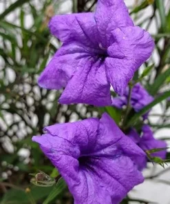 Set of 2 Purple Showers Ruellia Live Plants, Mexican Petunia, 4-6 Inch Tall - Image 3