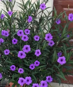 Set of 2 Purple Showers Ruellia Live Plants, Mexican Petunia, 4-6 Inch Tall - Image 4