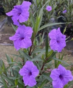 Set of 2 Purple Showers Ruellia Live Plants, Mexican Petunia, 4-6 Inch Tall - Image 5