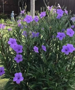 Set of 2 Purple Showers Ruellia Live Plants, Mexican Petunia, 4-6 Inch Tall - Image 6