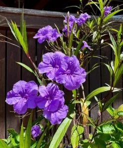 Set of 2 Purple Showers Ruellia Live Plants, Mexican Petunia, 4-6 Inch Tall - Image 7