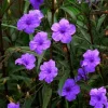 Set of 2 Purple Showers Ruellia Live Plants, Mexican Petunia, 4-6 Inch Tall - Image 1