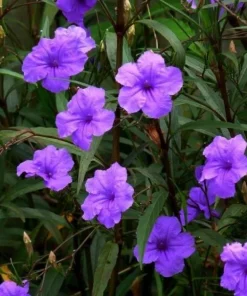 Set of 2 Purple Showers Ruellia Live Plants, Mexican Petunia, 4-6 Inch Tall - Image 1