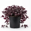 Set of 2 Purple Tradescantia Zebrina Live Plants, 5-8 Inch, 4 Inch Pots, Wandering Jew Indoor Houseplant - Image 1