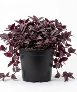 Set of 2 Purple Tradescantia Zebrina Live Plants, 5-8 Inch, 4 Inch Pots, Wandering Jew Indoor Houseplant - Image 1