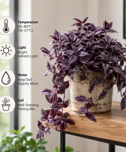 Set of 2 Purple Tradescantia Zebrina Live Plants, 5-8 Inch, 4 Inch Pots, Wandering Jew Indoor Houseplant - Image 2