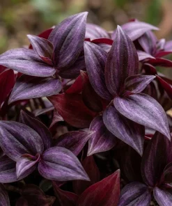 Set of 2 Purple Tradescantia Zebrina Live Plants, 5-8 Inch, 4 Inch Pots, Wandering Jew Indoor Houseplant - Image 3