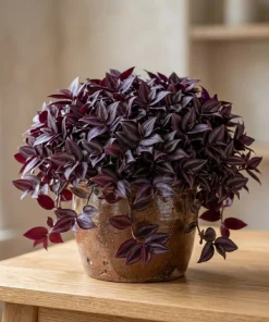 Set of 2 Purple Tradescantia Zebrina Live Plants, 5-8 Inch, 4 Inch Pots, Wandering Jew Indoor Houseplant - Image 4