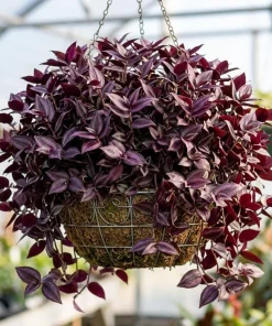 Set of 2 Purple Tradescantia Zebrina Live Plants, 5-8 Inch, 4 Inch Pots, Wandering Jew Indoor Houseplant - Image 5