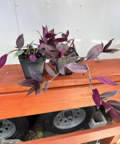 Set of 2 Purple Tradescantia Zebrina Live Plants, 5-8 Inch, 4 Inch Pots, Wandering Jew Indoor Houseplant - Image 6