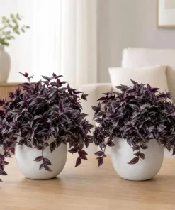 Set of 2 Purple Wandering Jew Live Plants, Tradescantia Zebrina, 4 Inch Pot - Image 2
