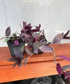 Set of 2 Purple Wandering Jew Live Plants, Tradescantia Zebrina, 4 Inch Pot - Image 3