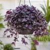 Set of 2 Purple Wandering Jew Live Plants, Tradescantia Zebrina, 4 Inch Pot - Image 1