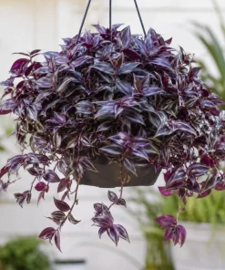 Set of 2 Purple Wandering Jew Live Plants, Tradescantia Zebrina, 4 Inch Pot - Image 1