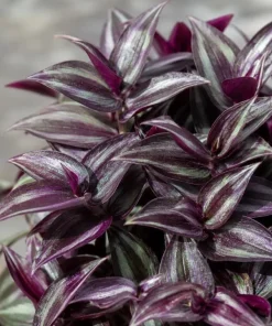 Set of 2 Purple Wandering Jew Live Plants, Tradescantia Zebrina, 4 Inch Pot - Image 4