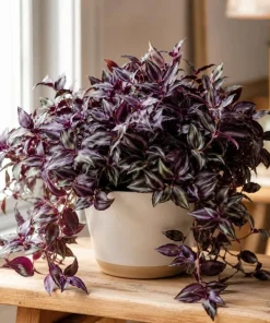 Set of 2 Purple Wandering Jew Live Plants, Tradescantia Zebrina, 4 Inch Pot - Image 5