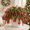Set of 2 Red Christmas Cactus Thanksgiving Cactus Live Plants, 4-8 Inch Tall - Image 1