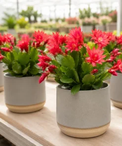 Set of 2 Red Easter Cactus Live Plants, 4-8 Inch Tall Houseplant - Image 5