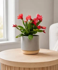 Set of 2 Red Easter Cactus Live Plants, 4-8 Inch Tall Houseplant - Image 6