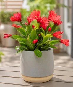 Set of 2 Red Easter Cactus Live Plants, 4-8 Inch Tall Houseplant - Image 7