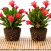 Set of 2 Red Easter Cactus Live Plants, 4-8 Inch Tall Houseplant - Image 1