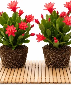 Set of 2 Red Easter Cactus Live Plants, 4-8 Inch Tall Houseplant - Image 1