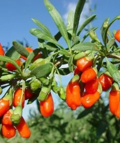 Set of 2 Red Goji Berry Live Plants, Sweet Berry Shrub, 4-7 Inches Tall, Indoor/Outdoor - Image 2