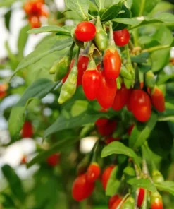 Set of 2 Red Goji Berry Live Plants, Sweet Berry Shrub, 4-7 Inches Tall, Indoor/Outdoor - Image 3