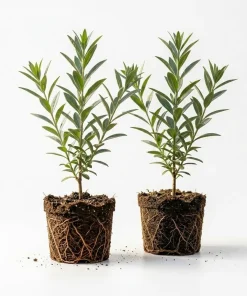 Set of 2 Red Goji Berry Live Plants, Sweet Berry Shrub, 4-7 Inches Tall, Indoor/Outdoor - Image 4