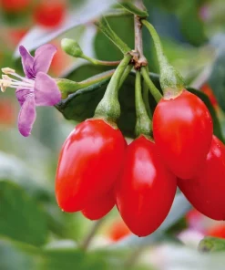 Set of 2 Red Goji Berry Live Plants, Sweet Berry Shrub, 4-7 Inches Tall, Indoor/Outdoor - Image 5