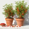 Set of 2 Red Goji Berry Live Plants, Sweet Berry Shrub, 4-7 Inches Tall, Indoor/Outdoor - Image 1