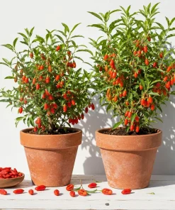 Set of 2 Red Goji Berry Live Plants, Sweet Berry Shrub, 4-7 Inches Tall, Indoor/Outdoor - Image 1