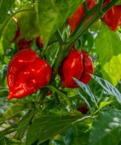 Set of 2 Red Habanero Pepper Plants Live - Hot Chili Vegetable for Outdoor Garden 4-6 Inch Tall - Image 2