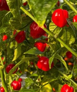 Set of 2 Red Habanero Pepper Plants Live - Hot Chili Vegetable for Outdoor Garden 4-6 Inch Tall - Image 3