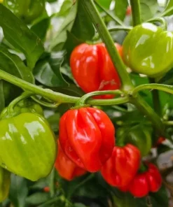 Set of 2 Red Habanero Pepper Plants Live - Hot Chili Vegetable for Outdoor Garden 4-6 Inch Tall - Image 4