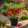 Set of 2 Red Habanero Pepper Plants Live - Hot Chili Vegetable for Outdoor Garden 4-6 Inch Tall - Image 1