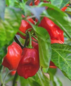 Set of 2 Red Habanero Pepper Plants Live - Hot Chili Vegetable for Outdoor Garden 4-6 Inch Tall - Image 5